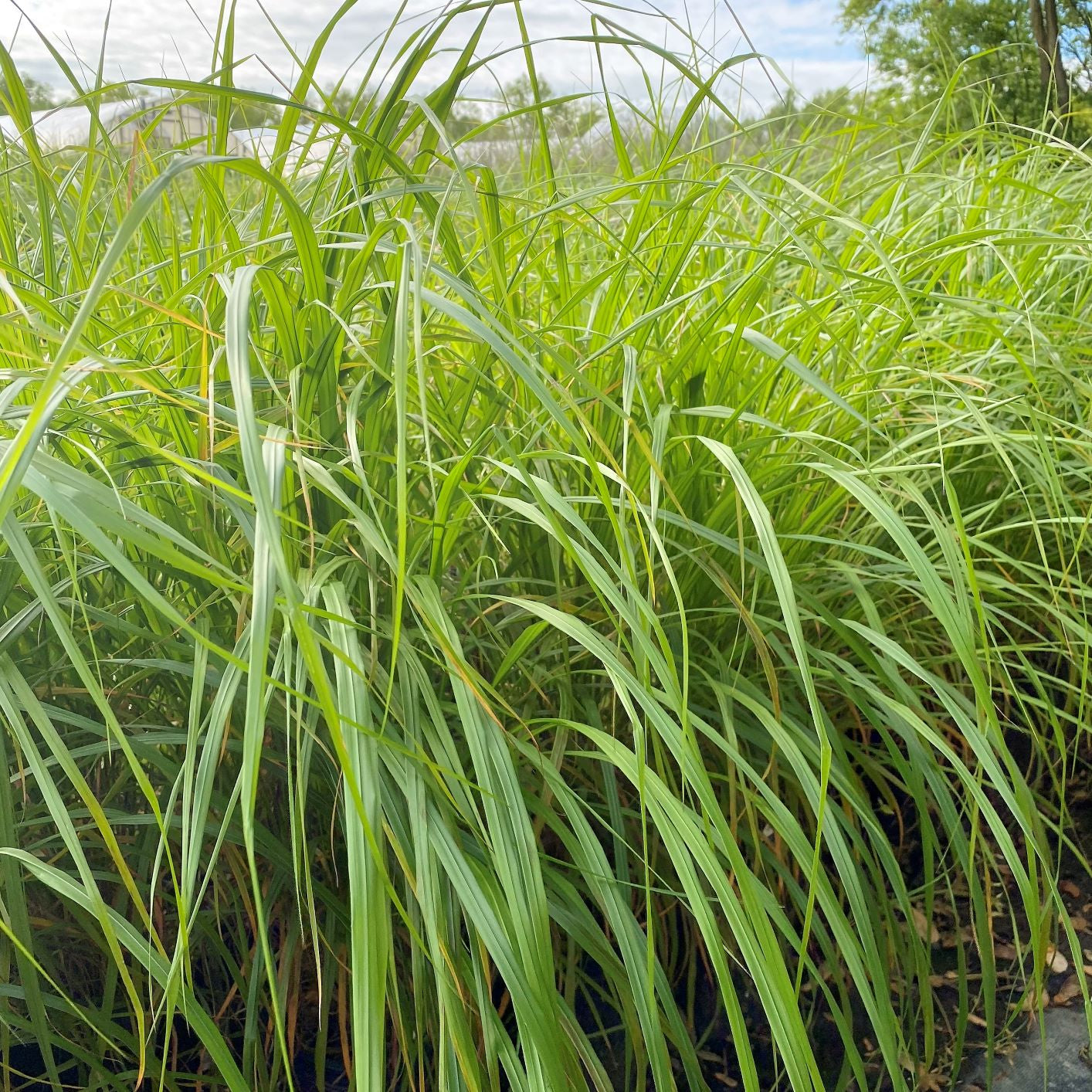 Calamagrostis brachytricha 1G