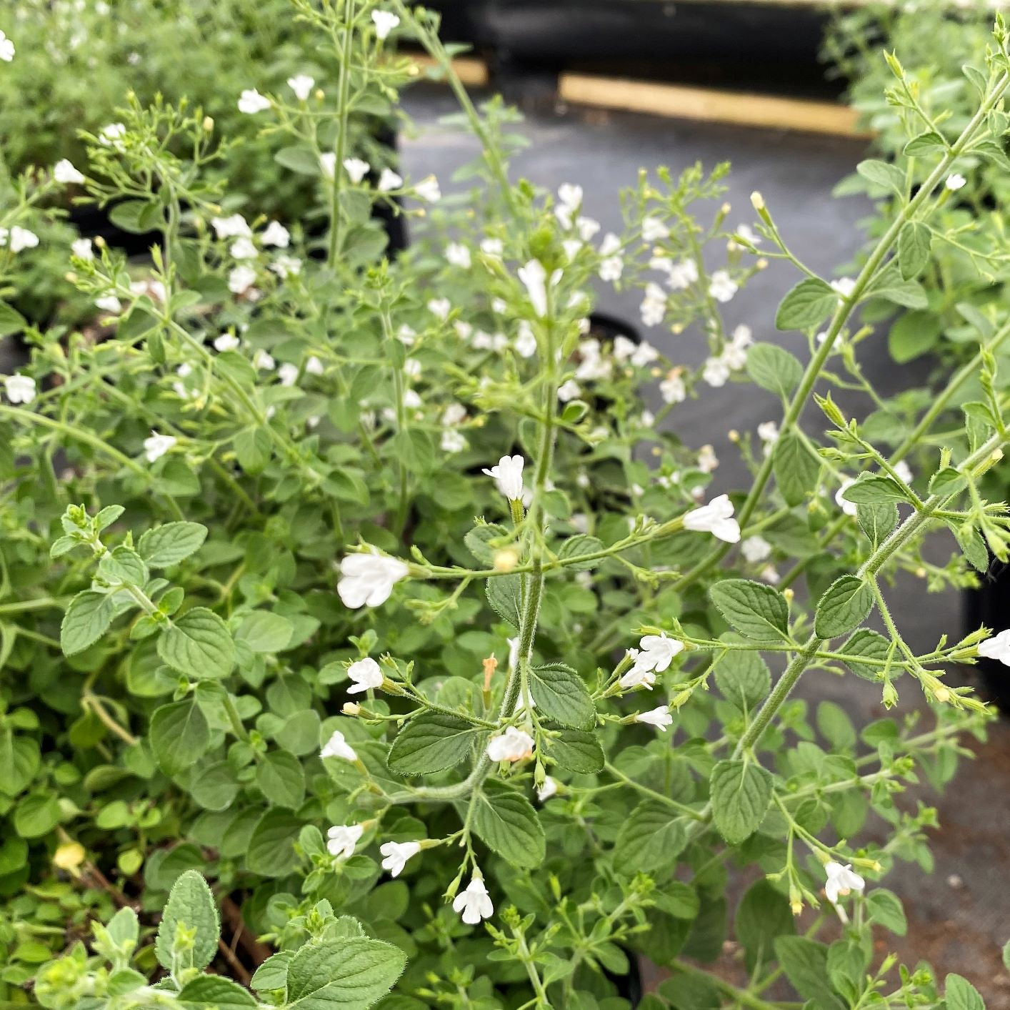 Calamintha nepeta White Cloud DP50