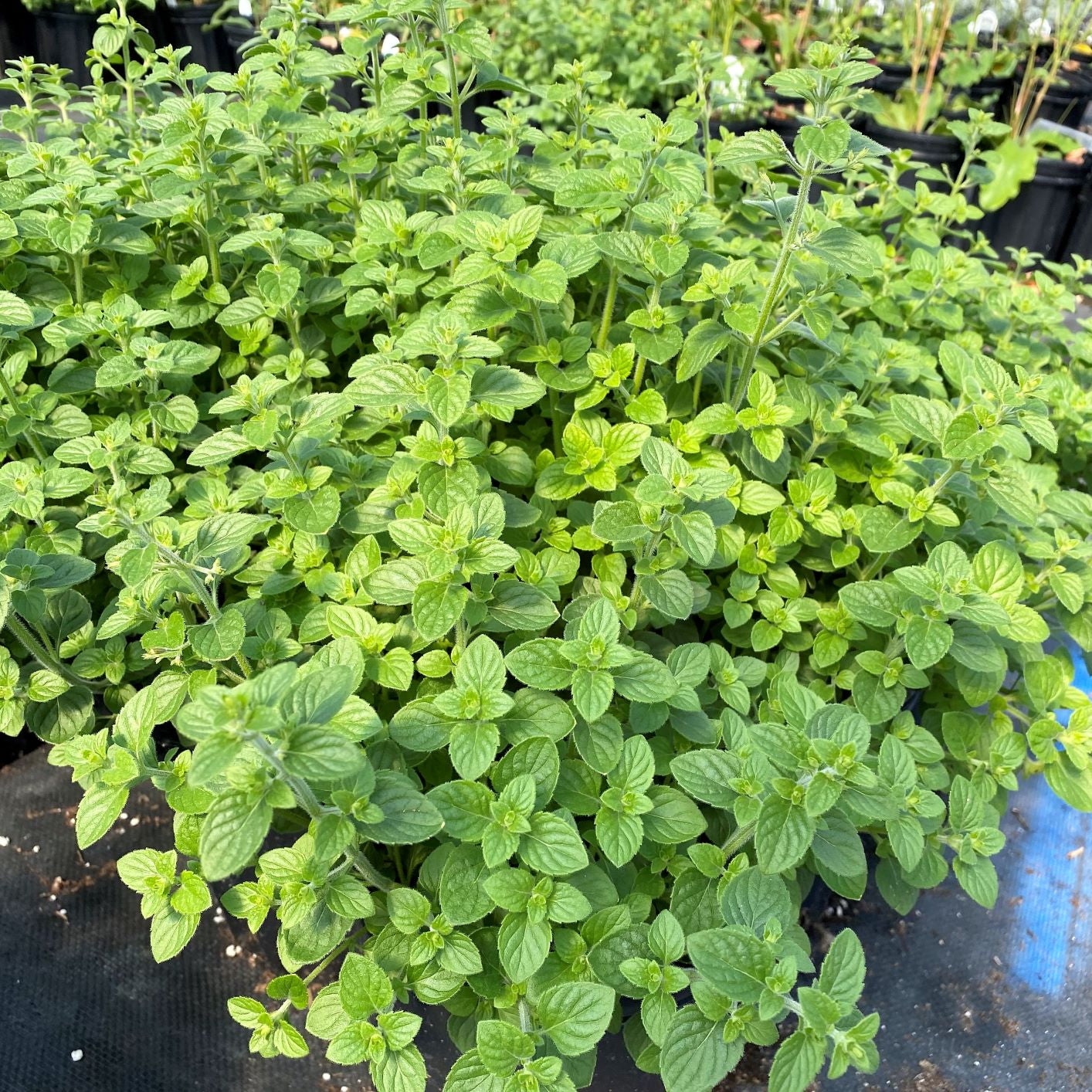 Calamintha nepeta White Cloud DP50