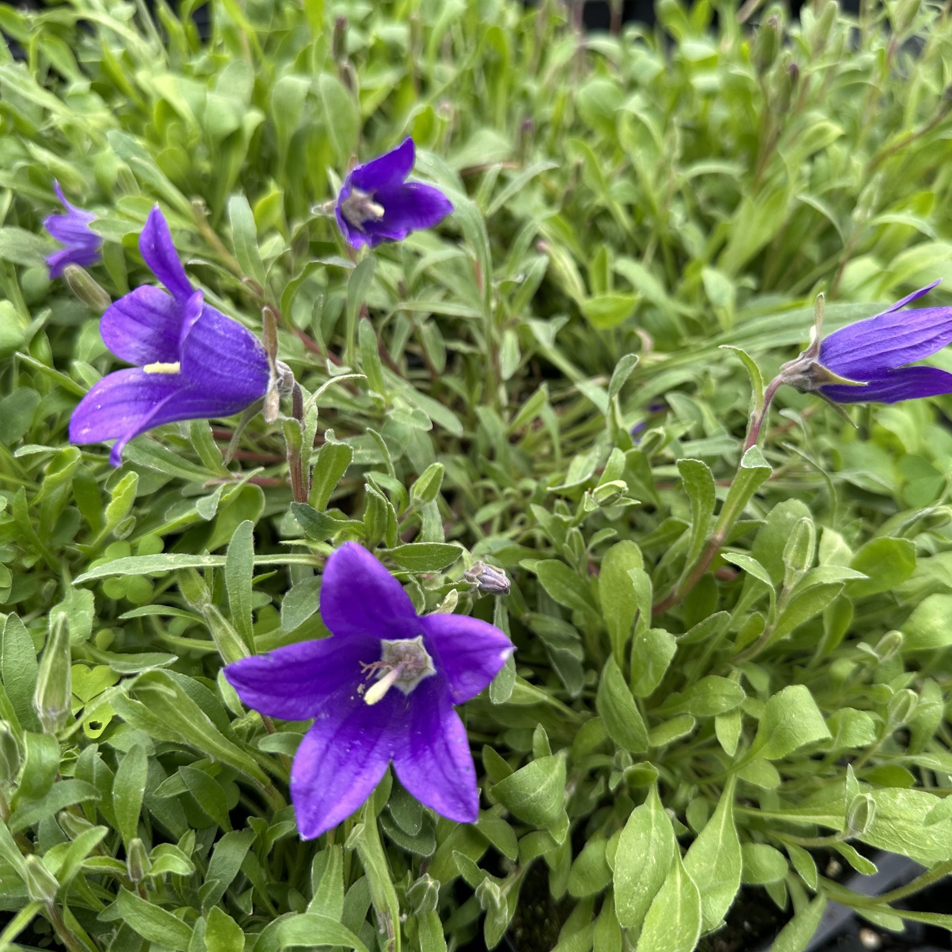 Campanula aucheri 3.25"