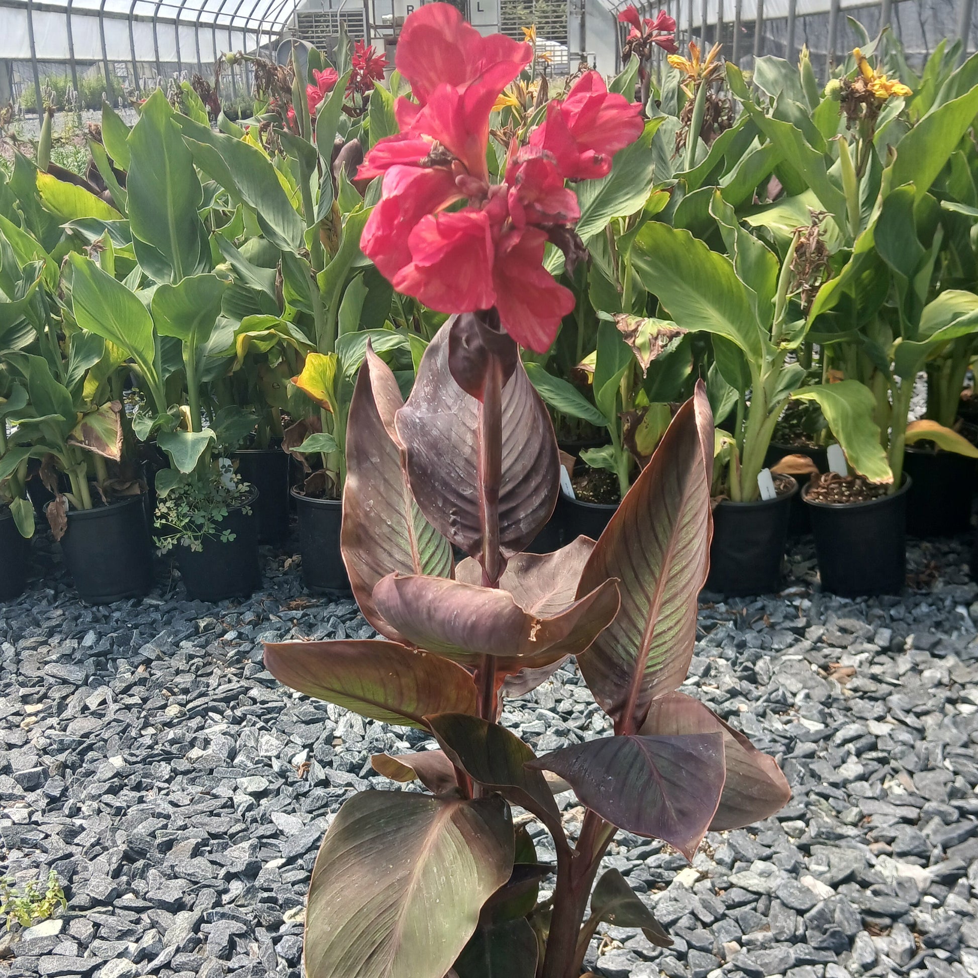Canna x Pink Futurity 1G