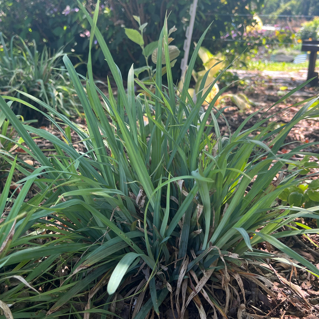 Carex laxiculmis Hobb Bunny Blue 1Q
