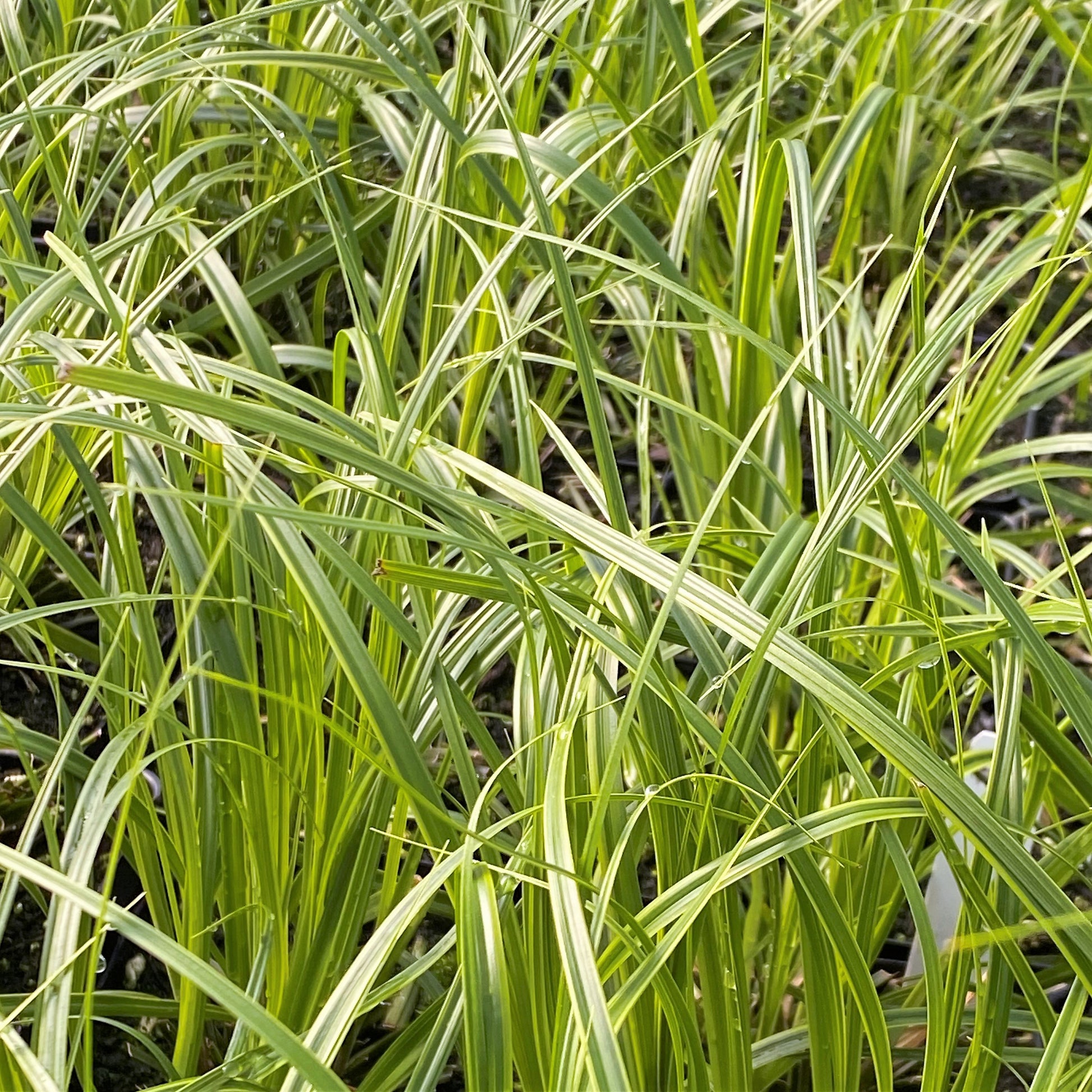 Carex oshimensis Everlime 1Q