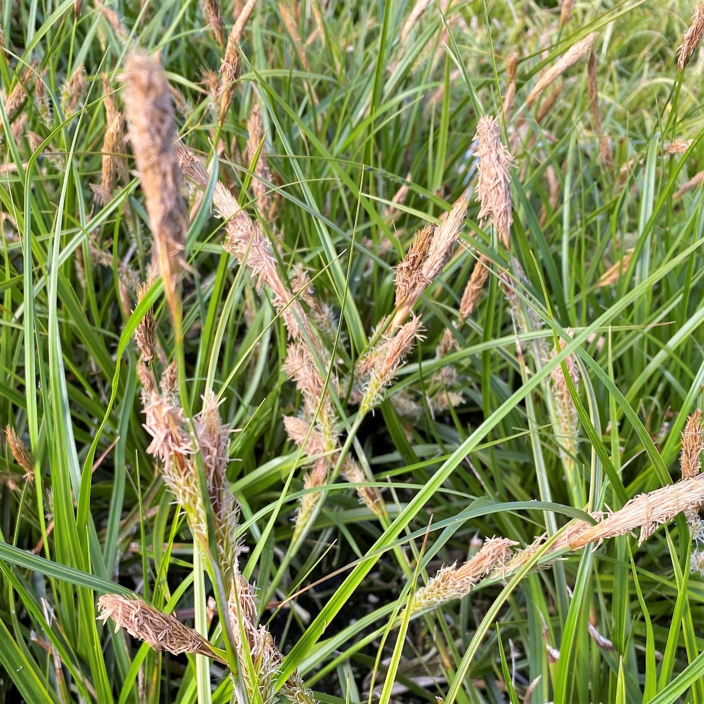 Carex oshimensis Everlime 1Q