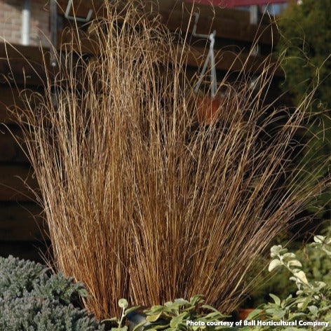 Carex buchananii Red Rooster 1G