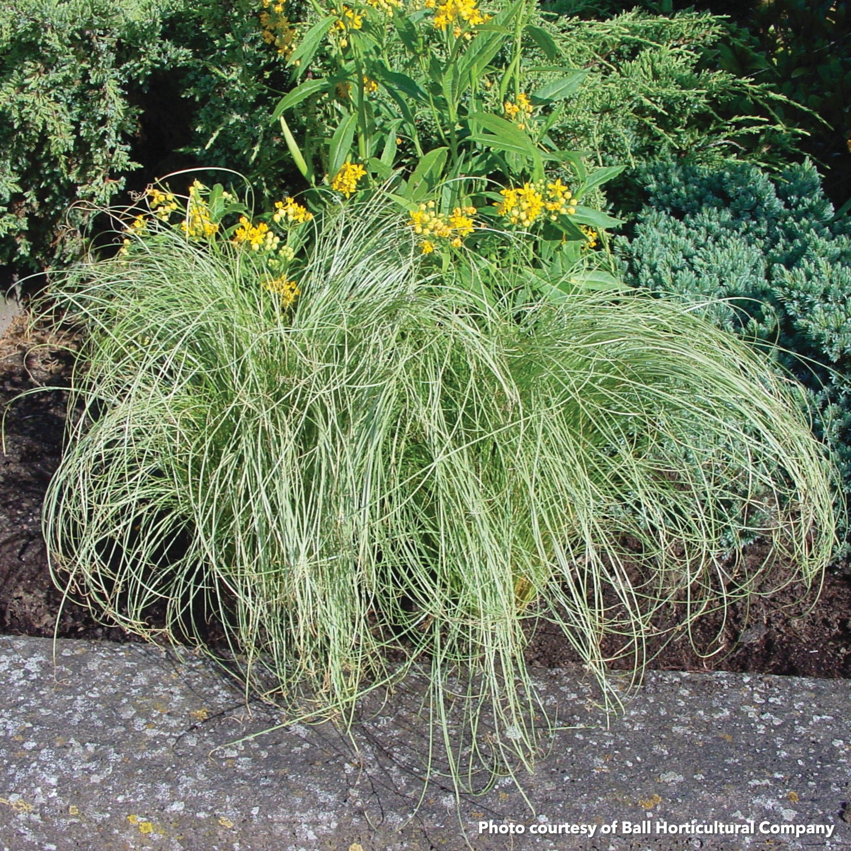 Carex comans Amazon Mist 1G