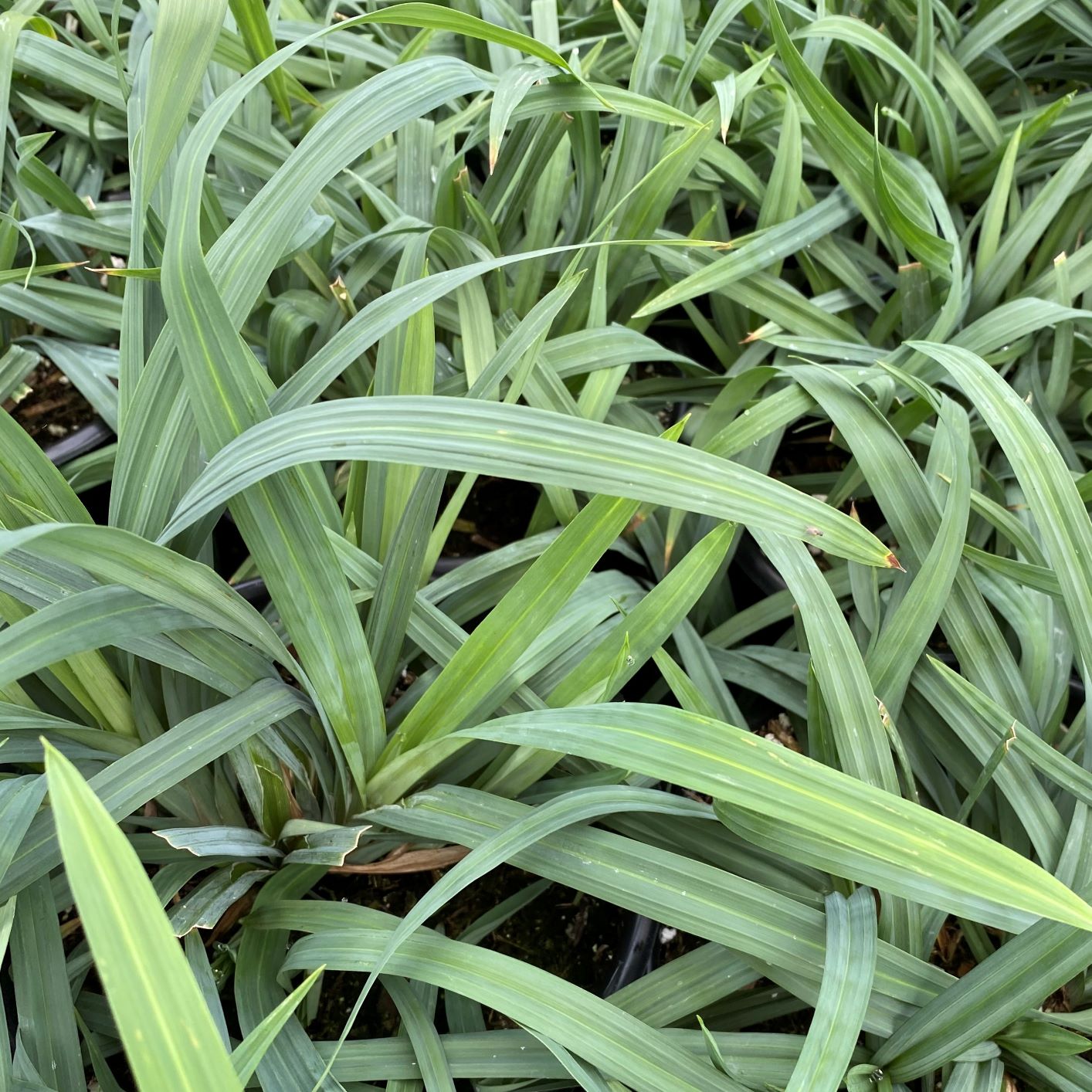 Carex flaccosperma 1G