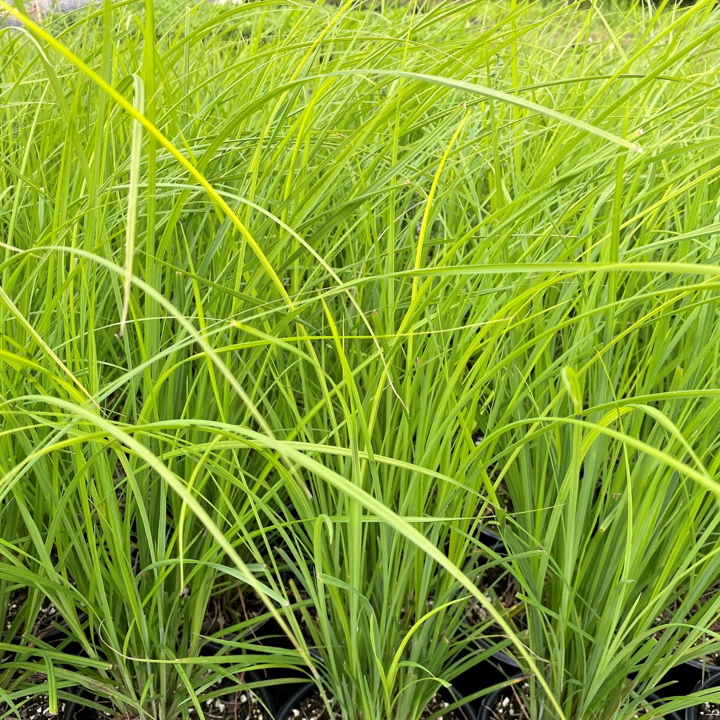 Carex stricta 1G