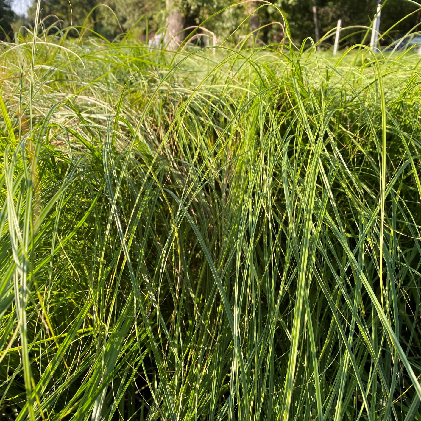 Carex vulpinoidea 1G
