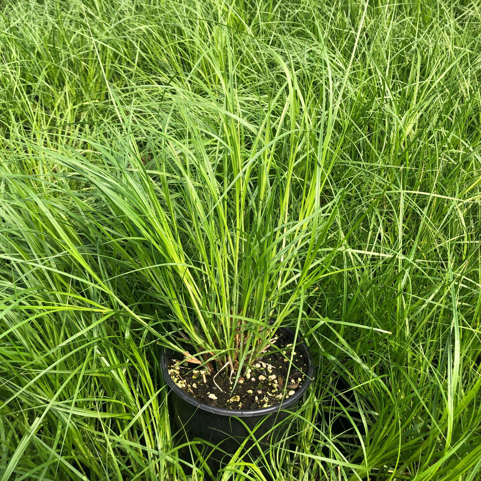 Carex vulpinoidea 1G