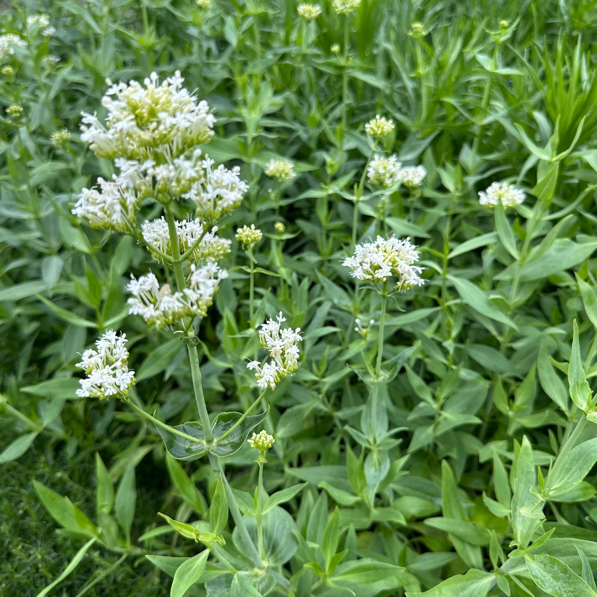 Centranthus ruber Alba 1G