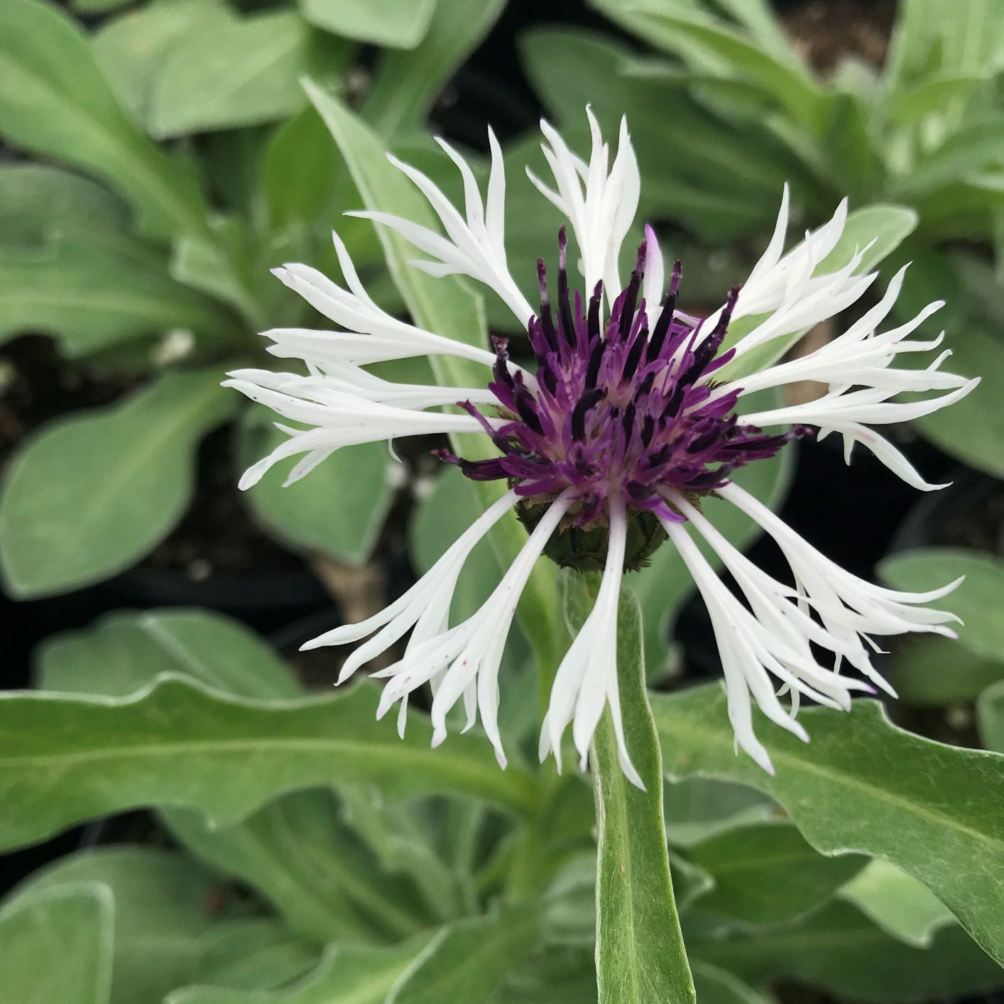 Centaurea montana Amethyst in Snow 1G