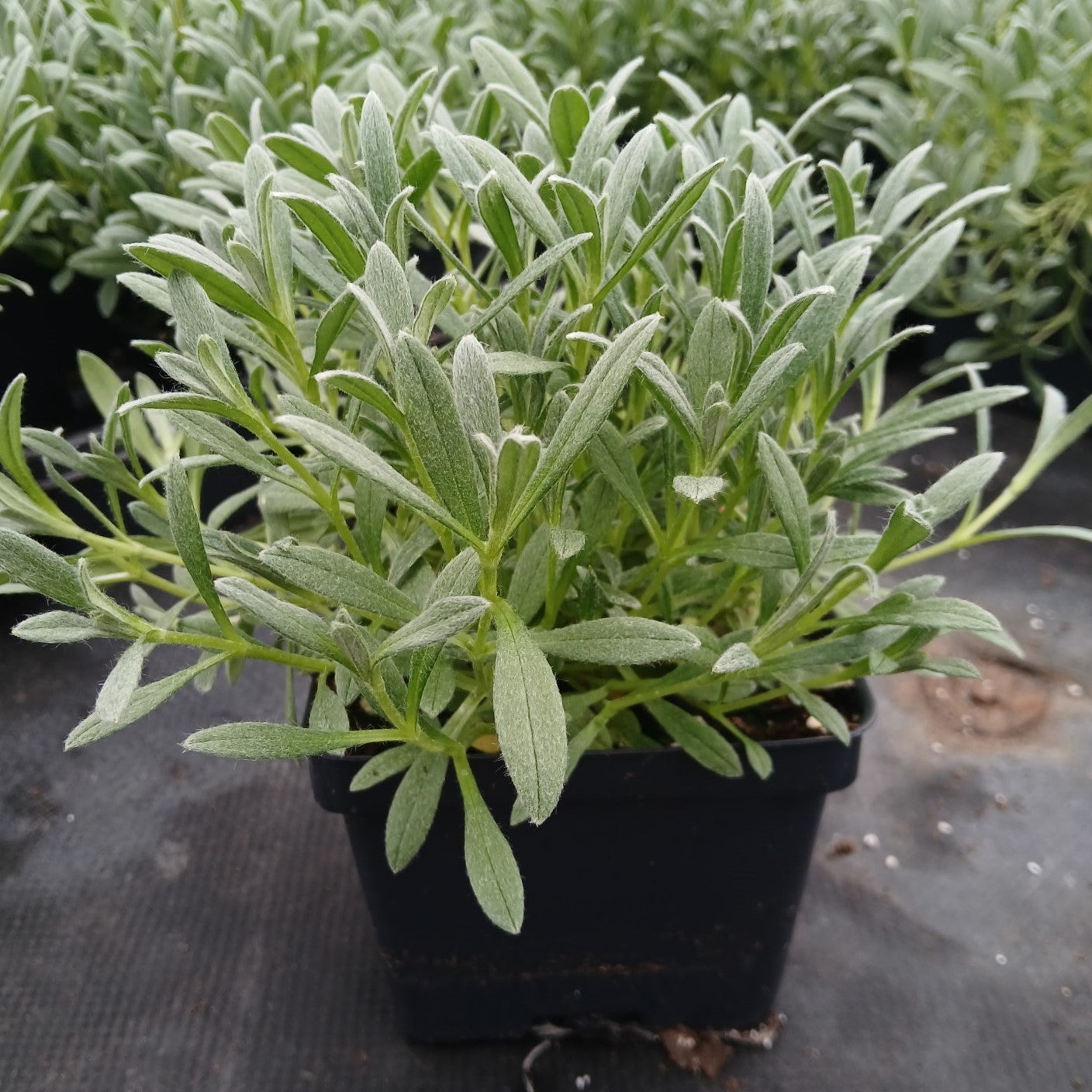 Cerastium tomentosum Yo Yo 1Q