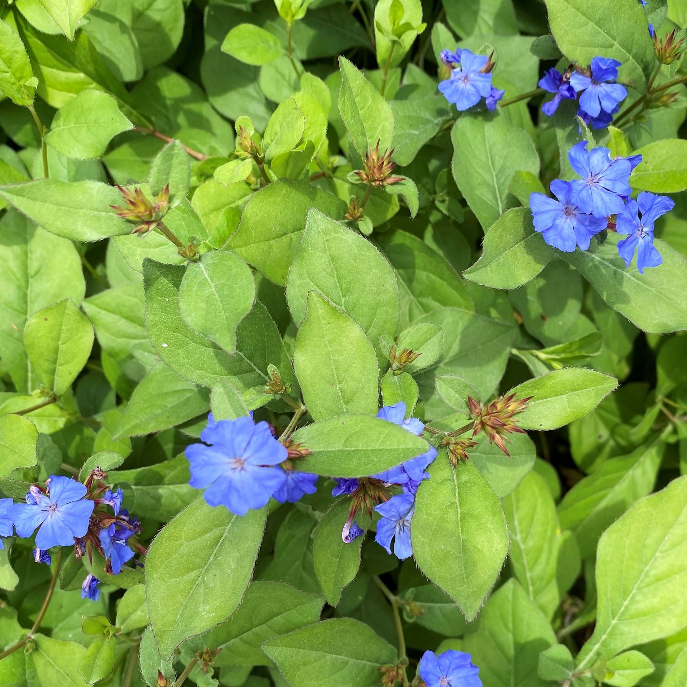 Ceratostigma plumbaginoides 1Q