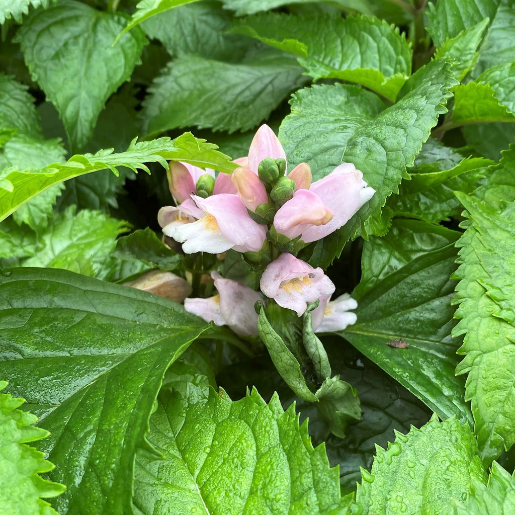 Chelone lyonii Pink Temptation 1G