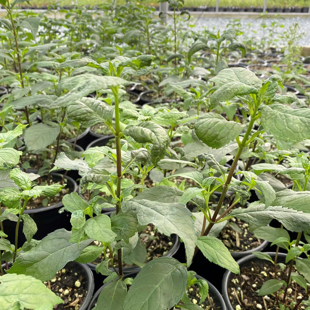 Chelone lyonii Tiny Tortuga 1G