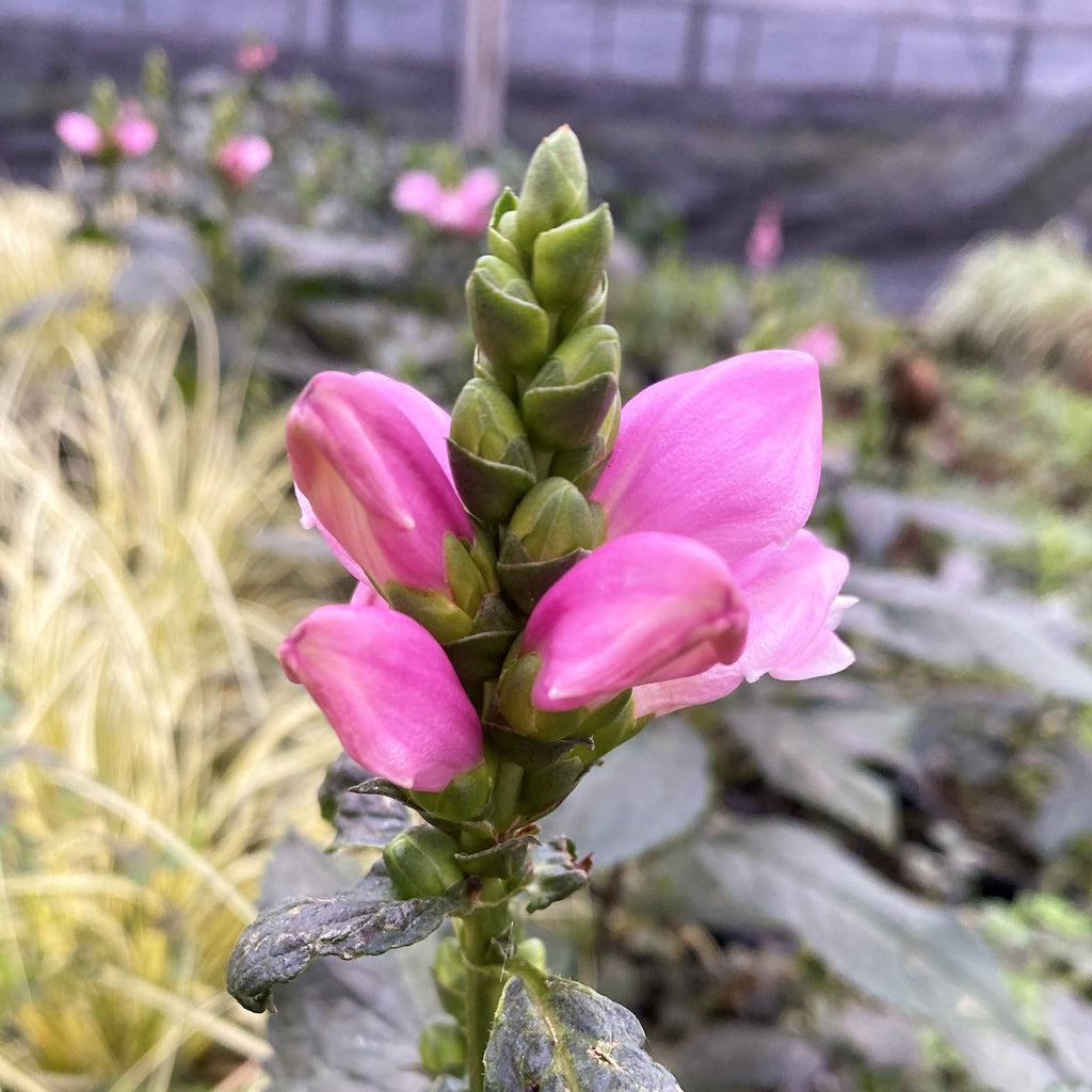 Chelone lyonii Tiny Tortuga 1G