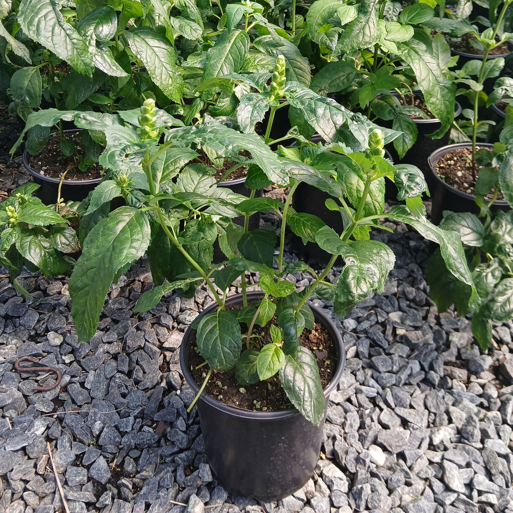 Chelone lyonii Hot Lips 1G