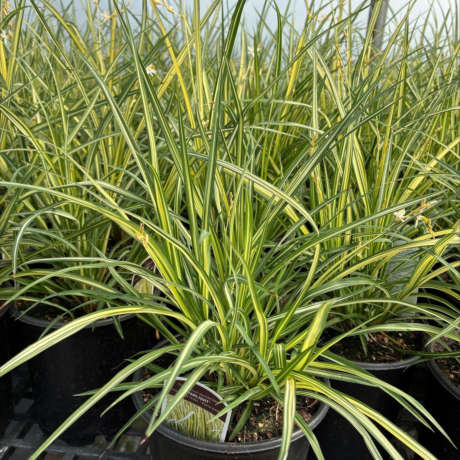 Chlorophytum saundersiae Starlight 1G