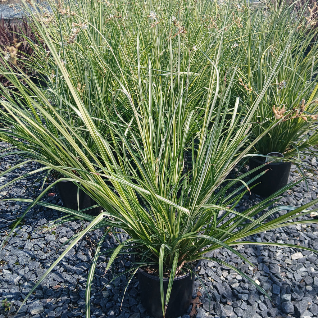 Chlorophytum saundersiae Starlight 1G
