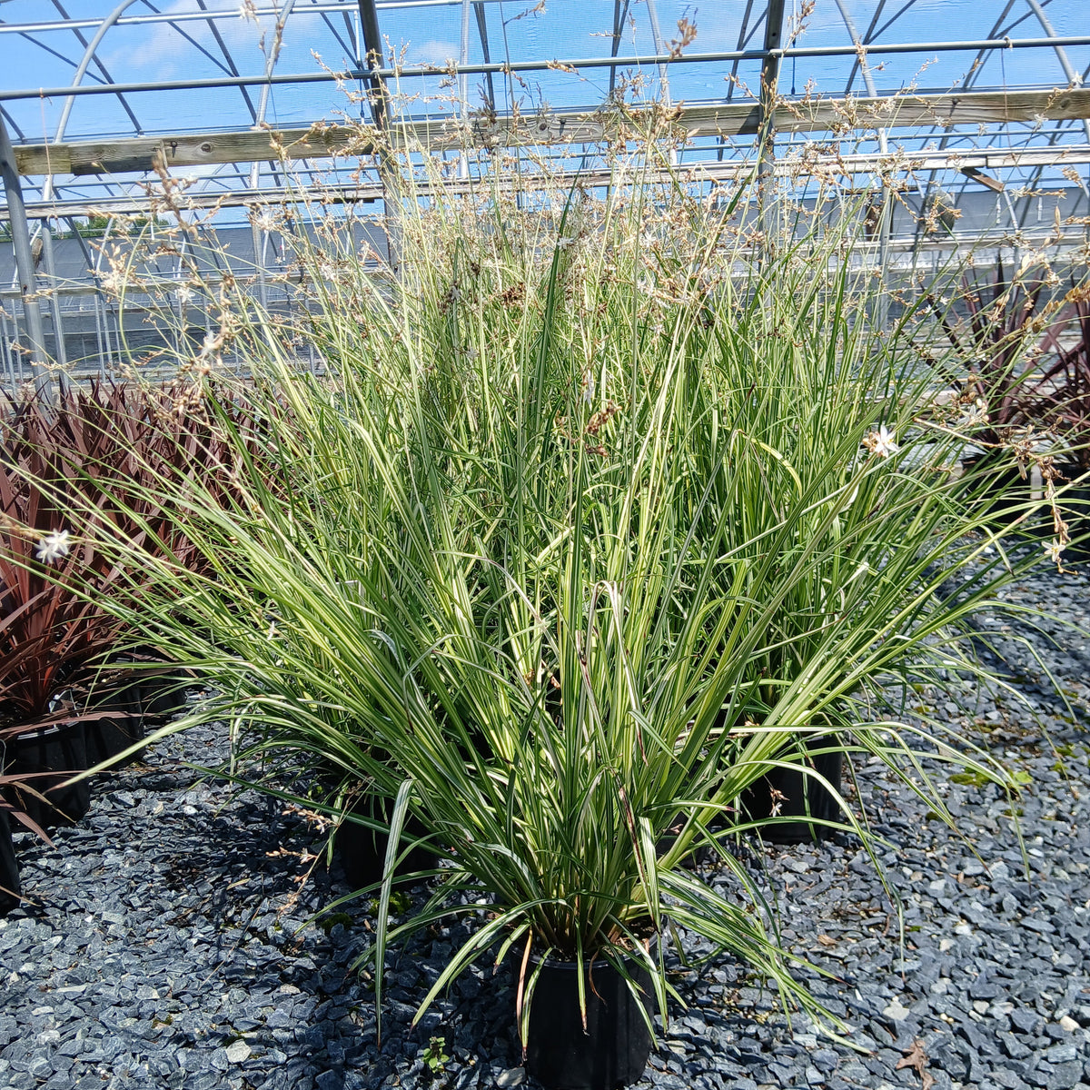 Chlorophytum saundersiae Starlight 1G