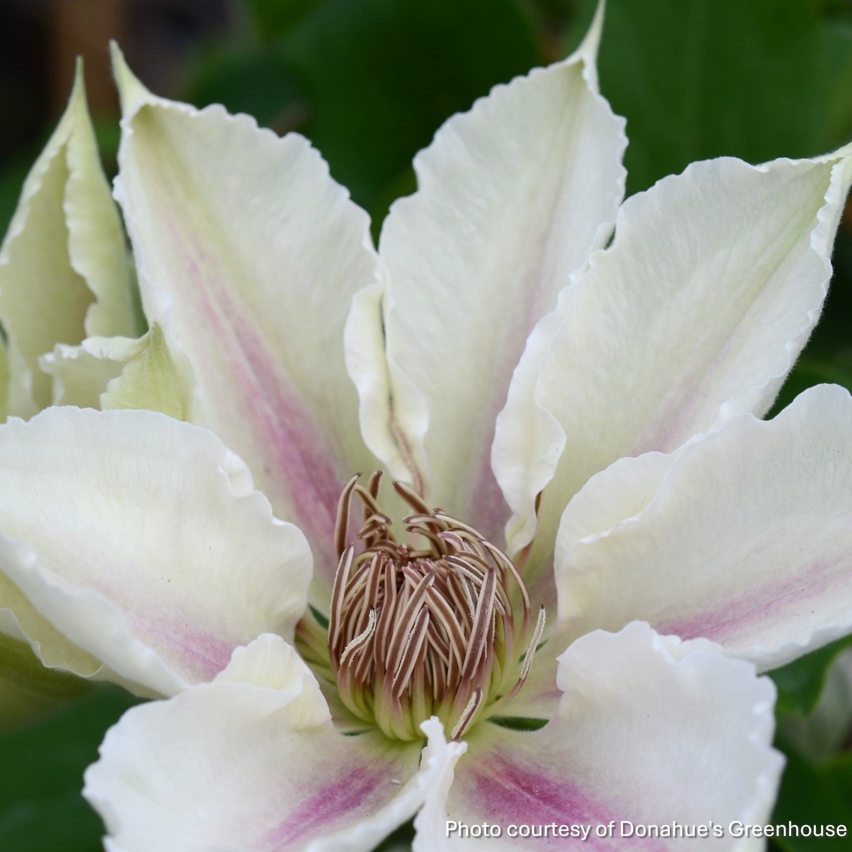 Clematis x Corinne 1G