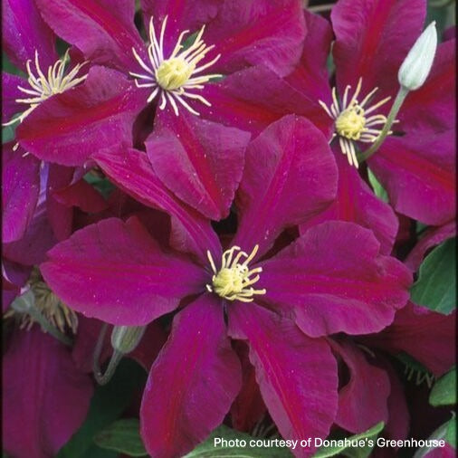 Clematis x Niobe 1G