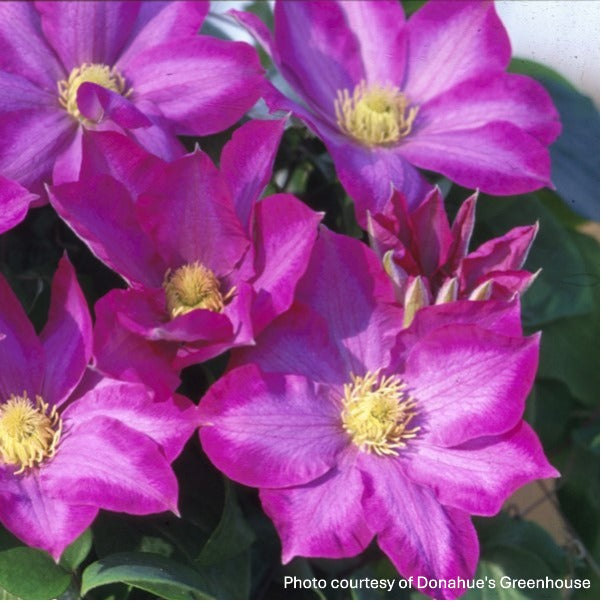 Clematis x Pink Champagne 1G