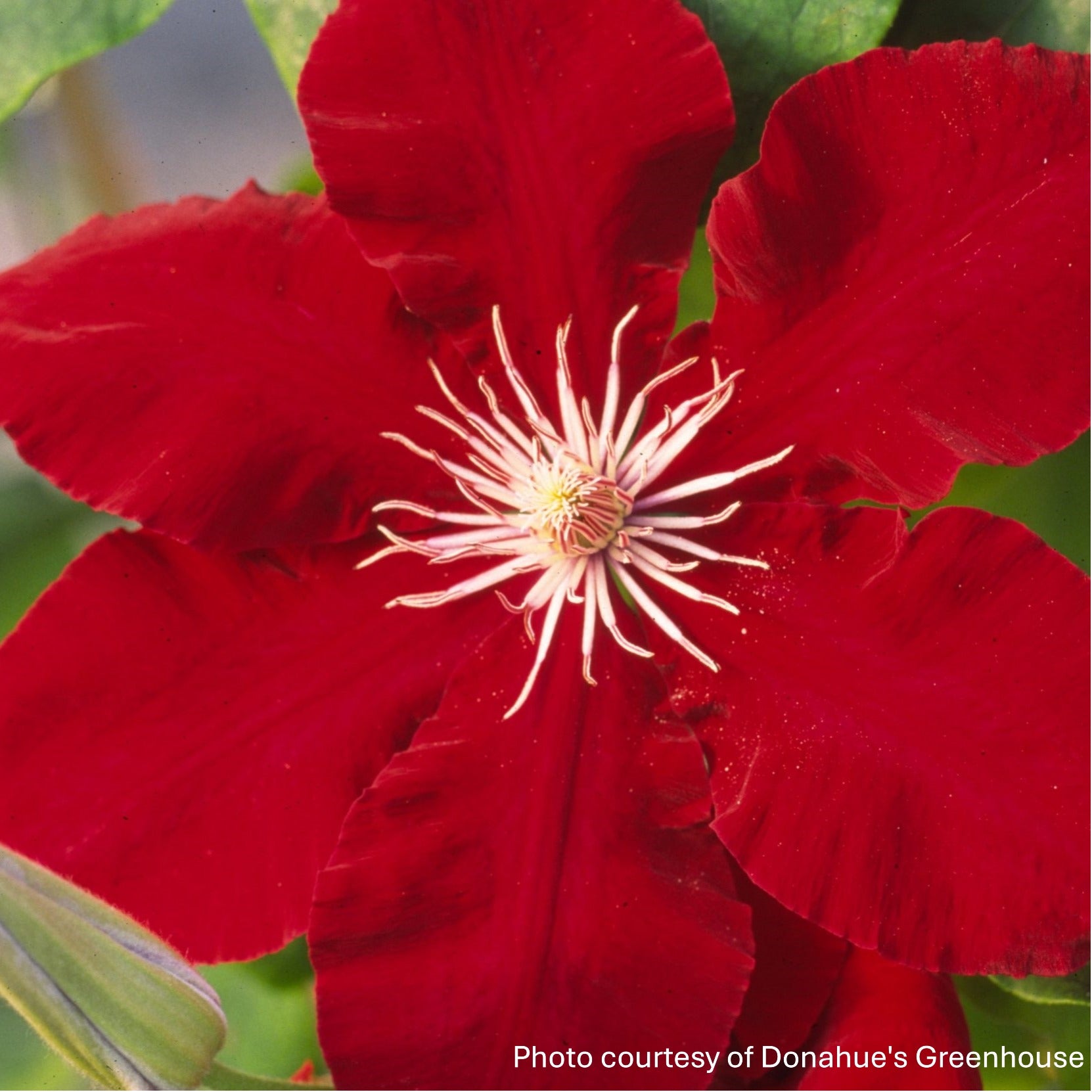 Clematis x Rebecca 1G