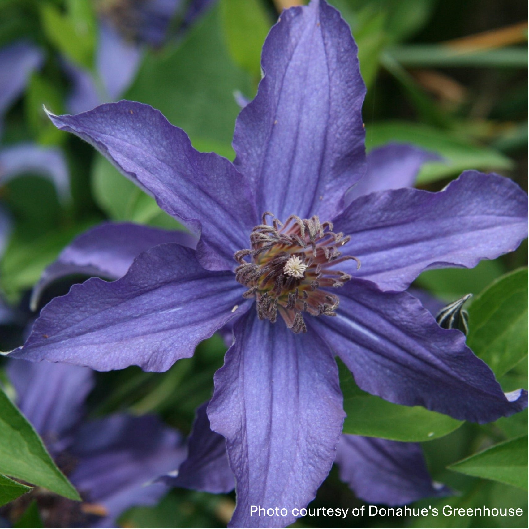 Clematis x Sapphire Indigo 1G