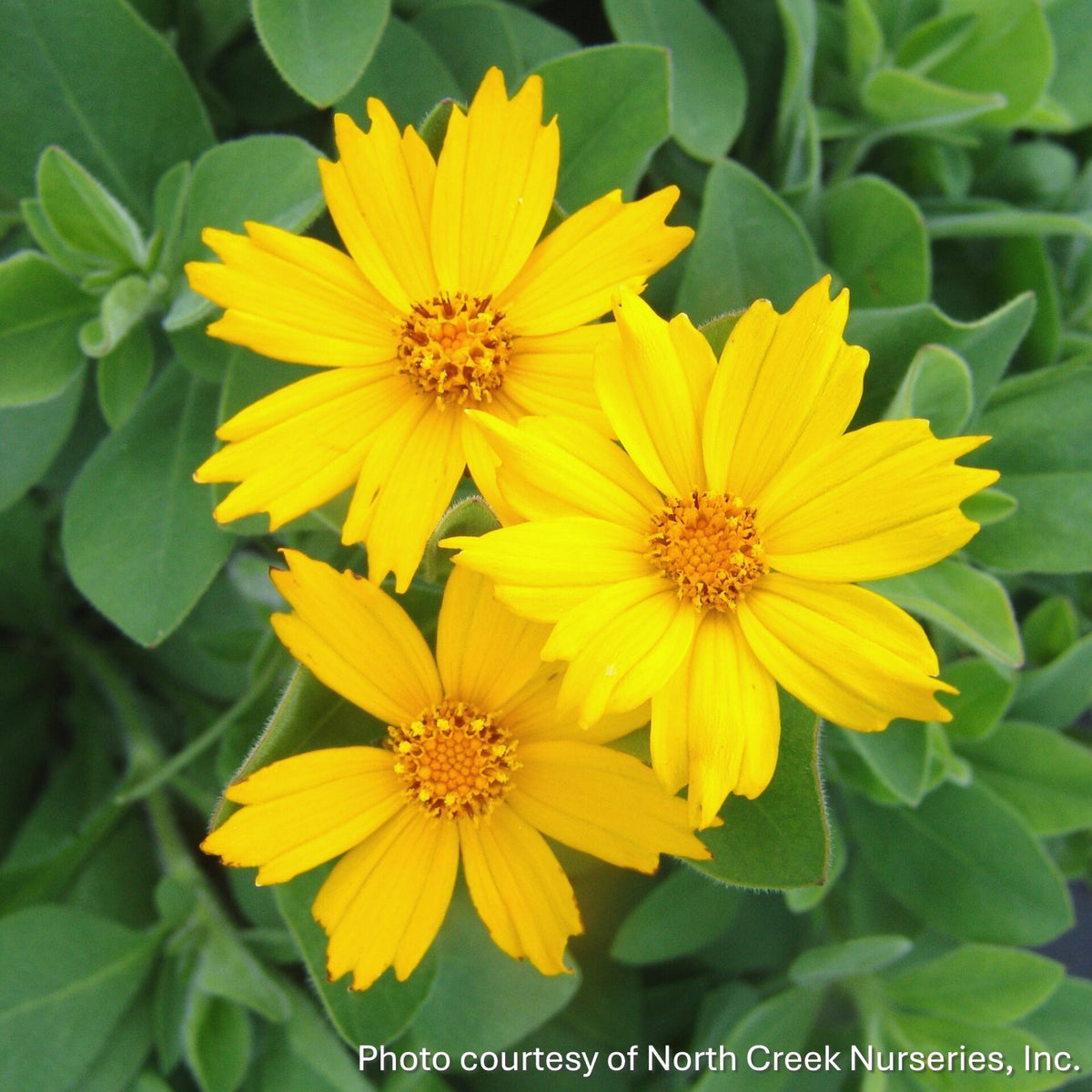 Coreopsis pubescens Sunshine Superman 1G