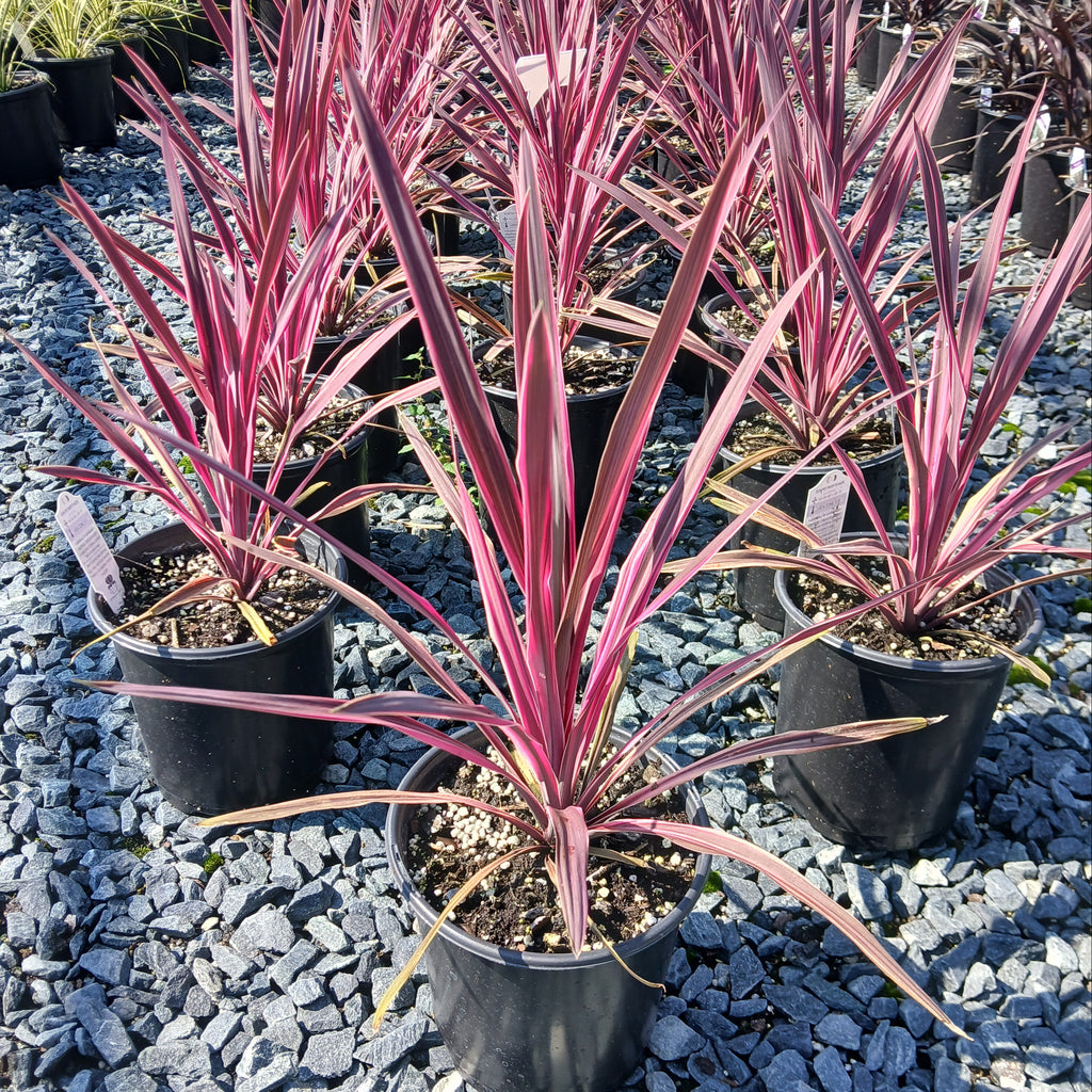 Cordyline Paso Doble 1G
