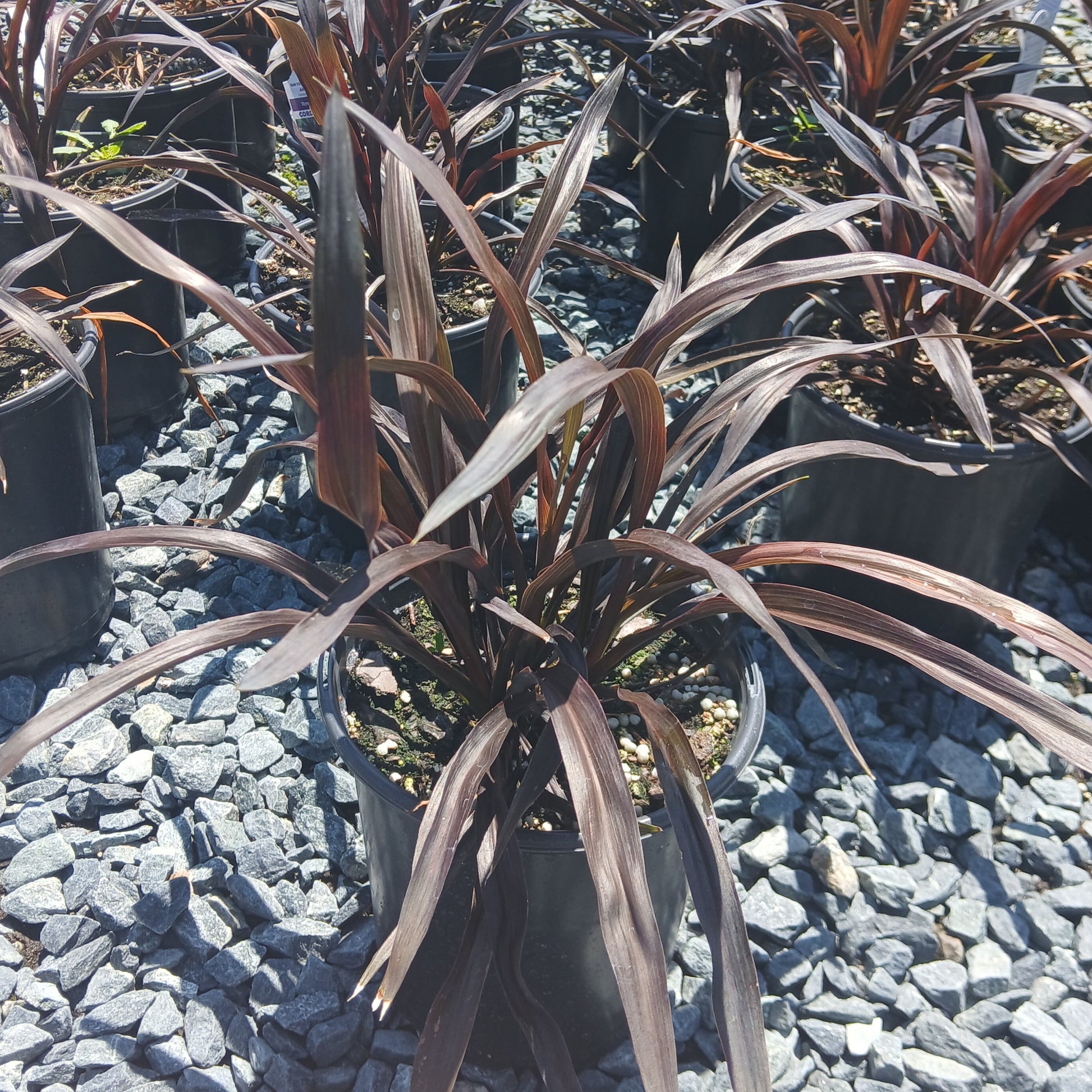 Cordyline Renegade 1G