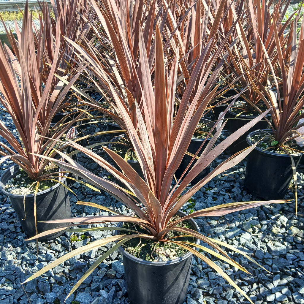 Cordyline australis Red Star 1G