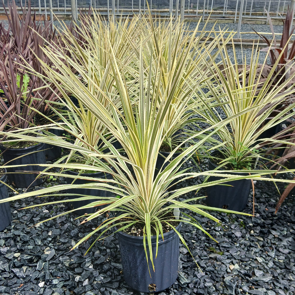 Cordyline australis Torbay Dazzler 2G