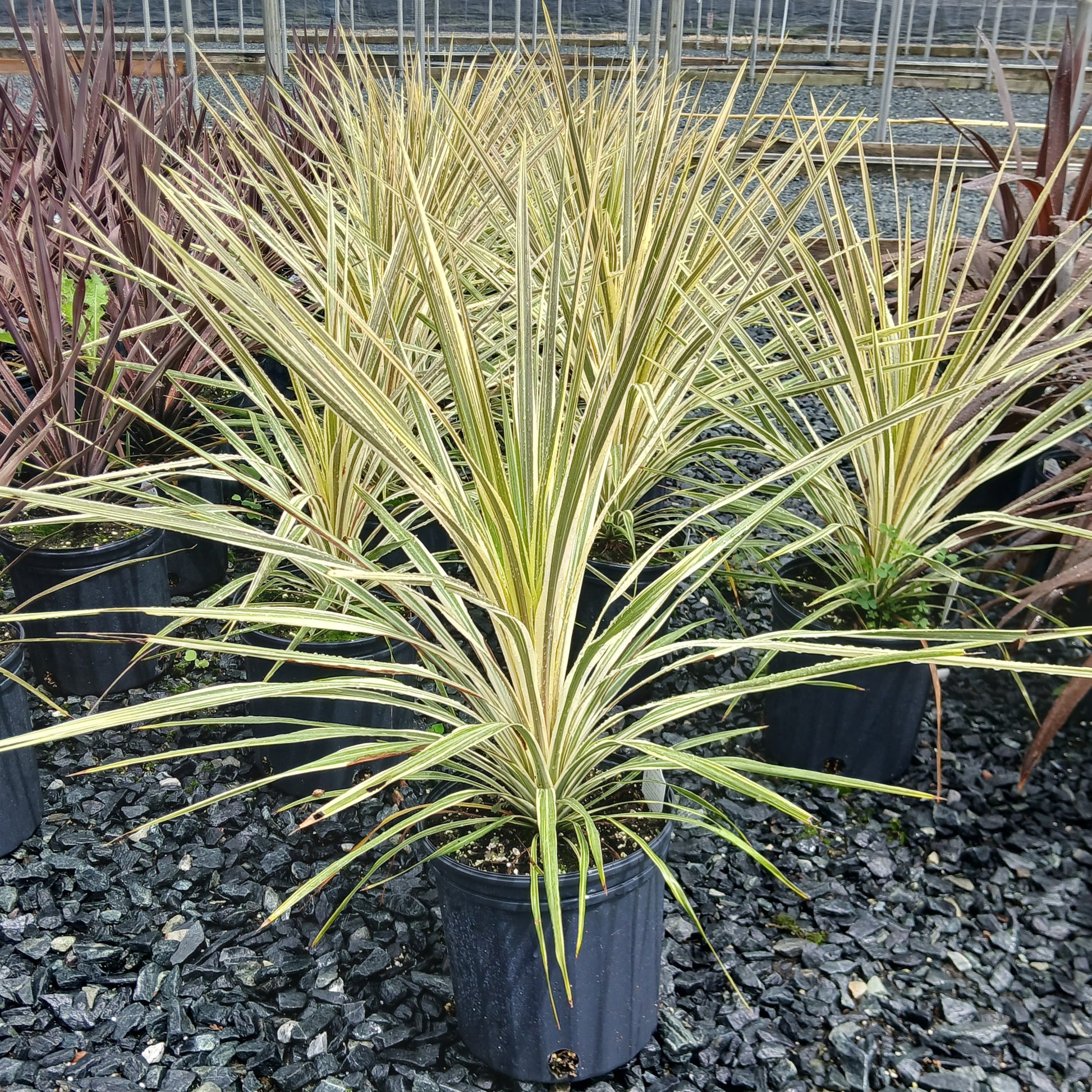 Cordyline australis Torbay Dazzler 2G