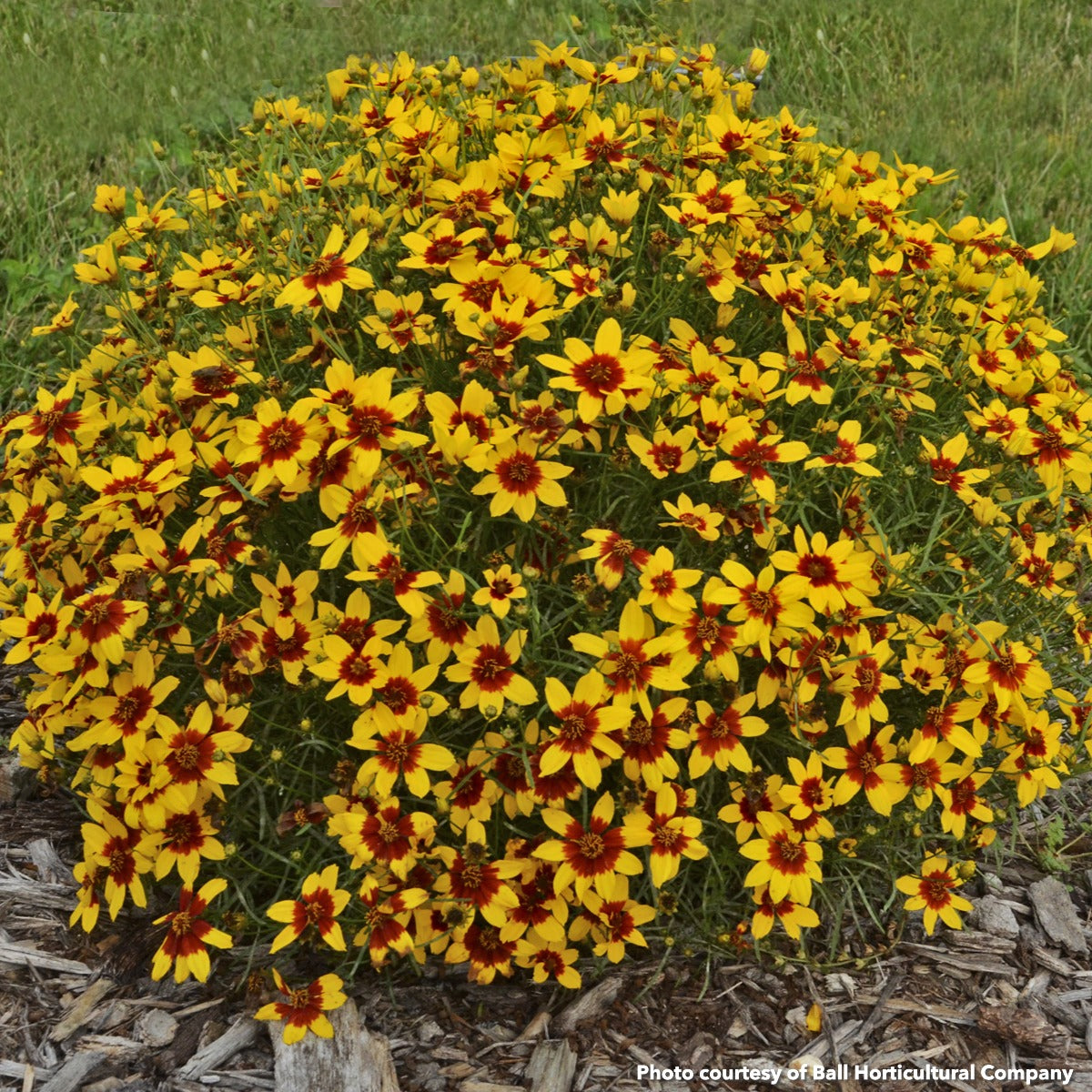 Coreopsis verticillata Curry Up 1G