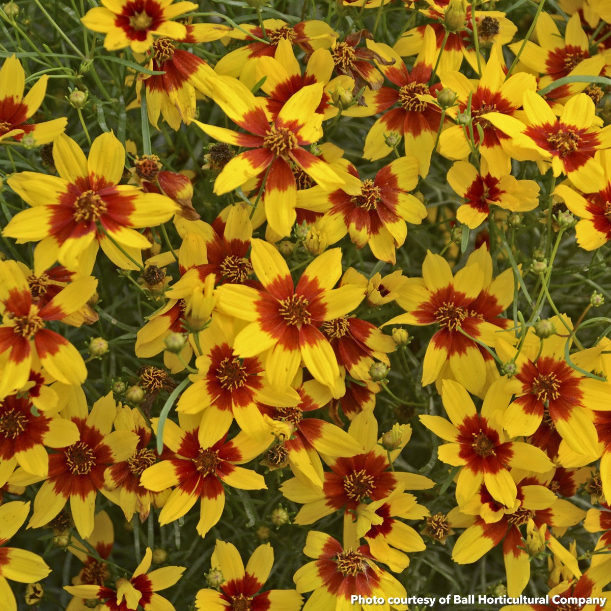 Coreopsis verticillata Curry Up 1G