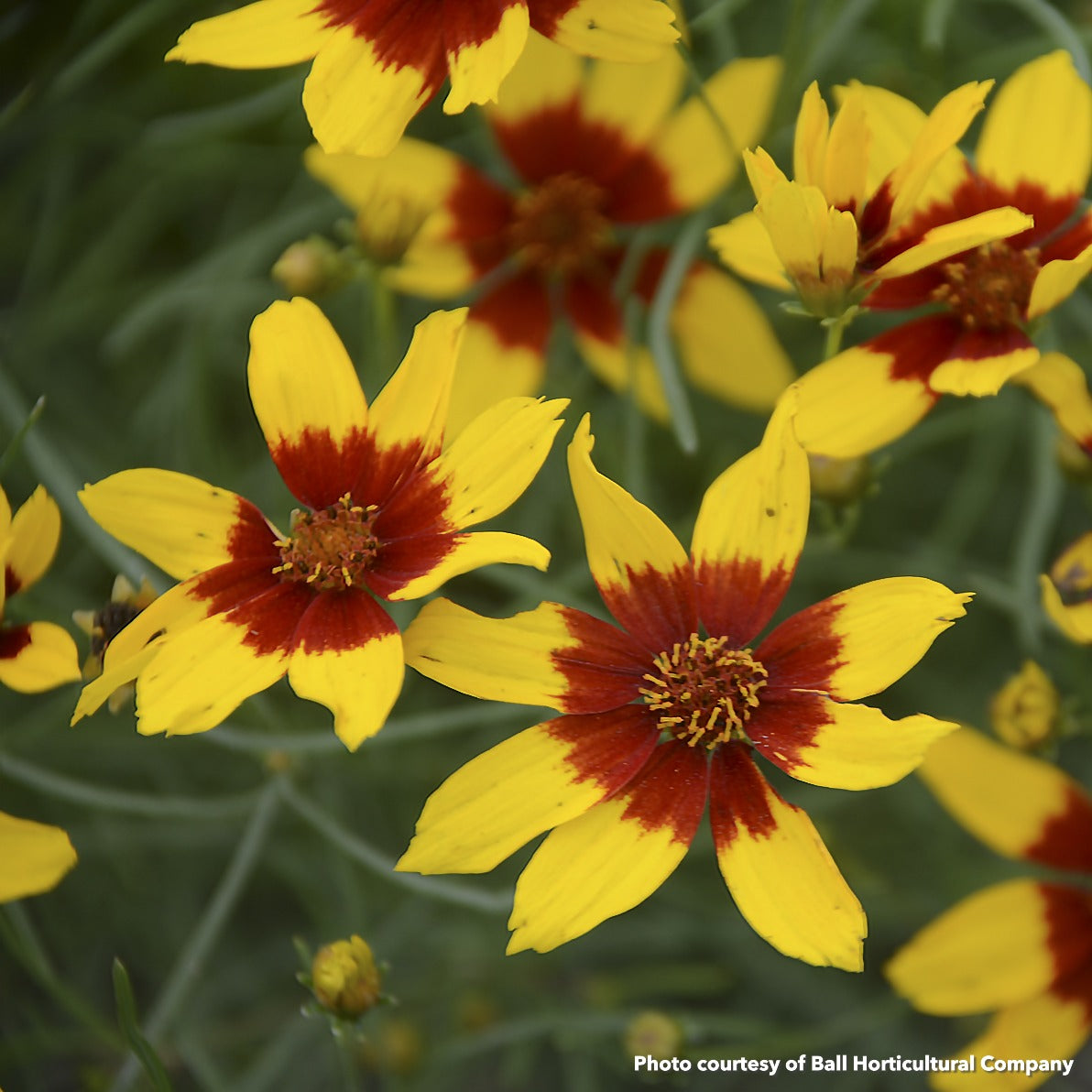 Coreopsis verticillata Curry Up 1G