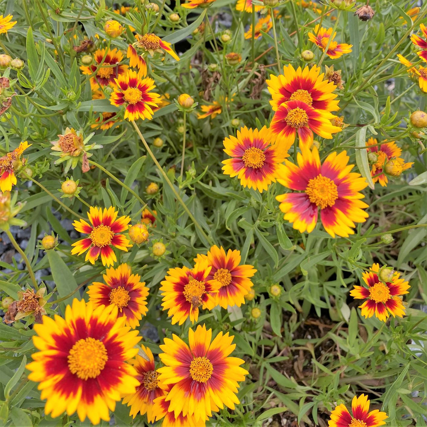 Coreopsis x Daybreak 1G (PRE-ORDER ONLY)