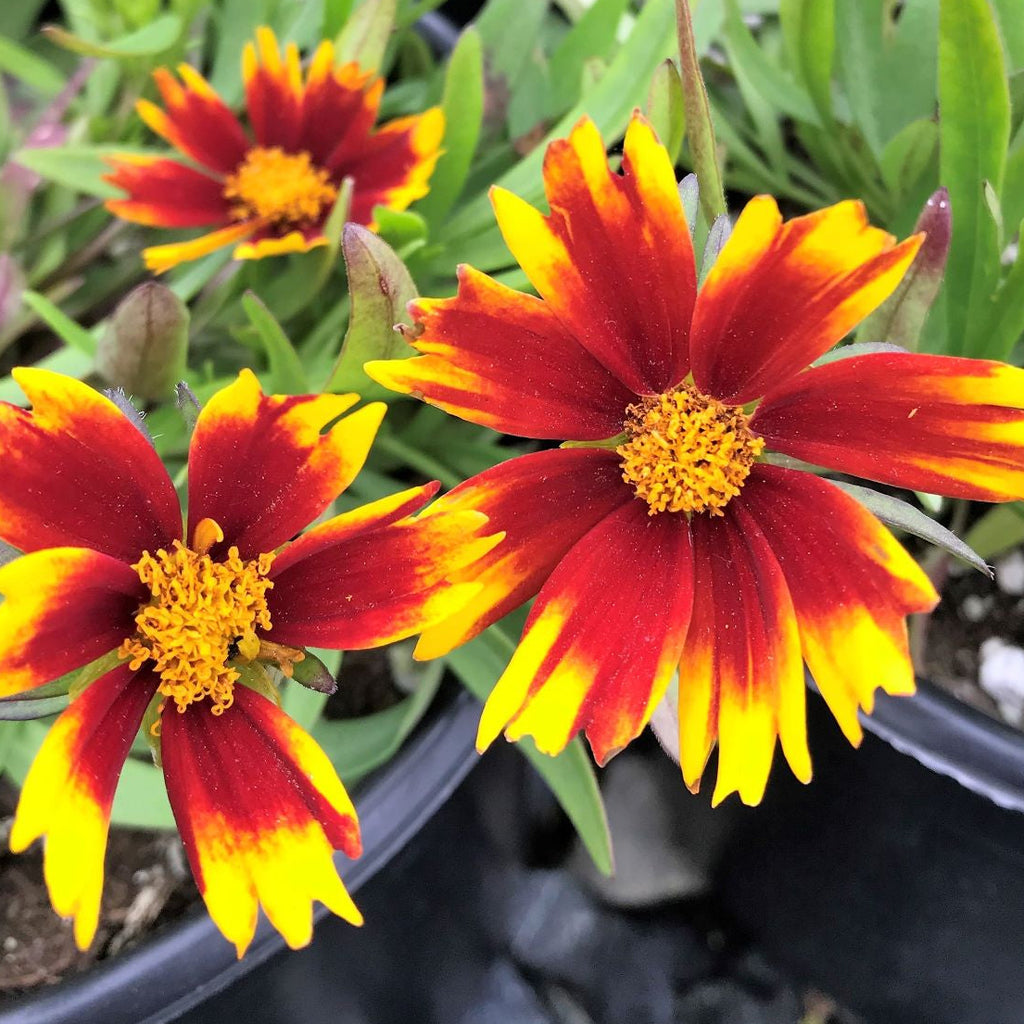 Coreopsis x Daybreak 1G (PRE-ORDER ONLY)