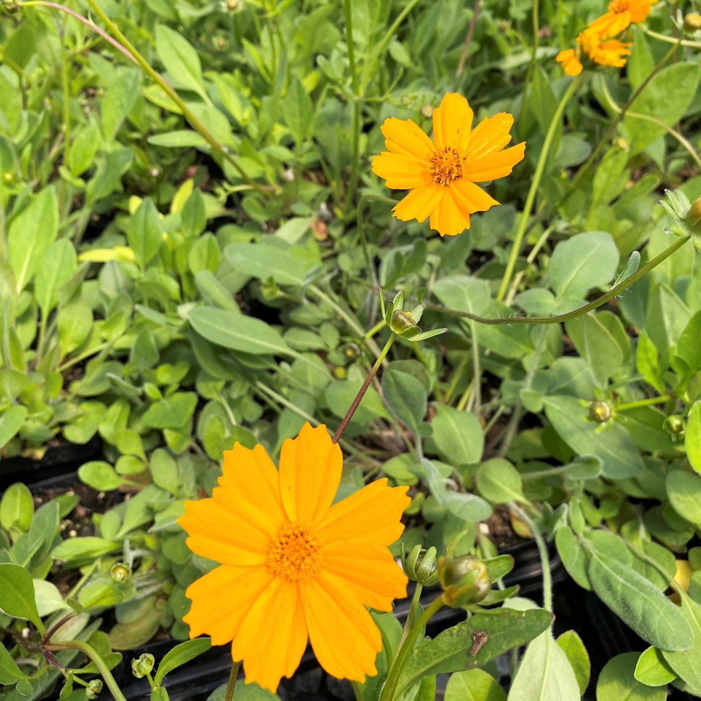Coreopsis auriculata Elfin Gold 1G