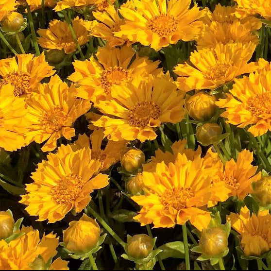 Coreopsis x Jethro Tull 1Q