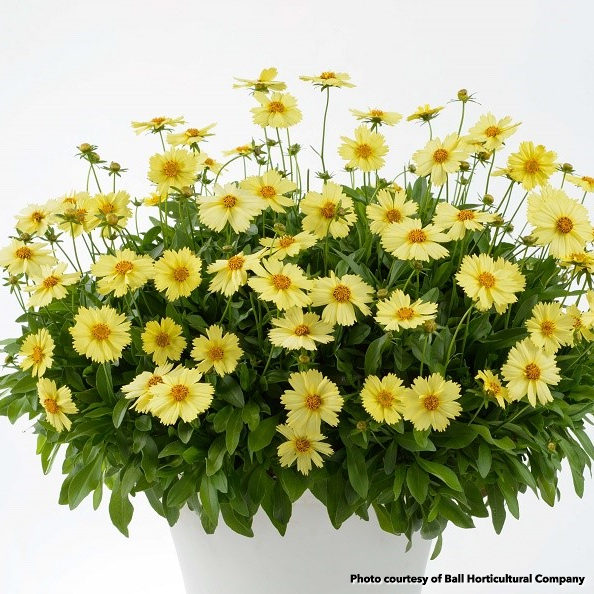 Coreopsis Solanna Glow 1G (PRE-ORDER ONLY)