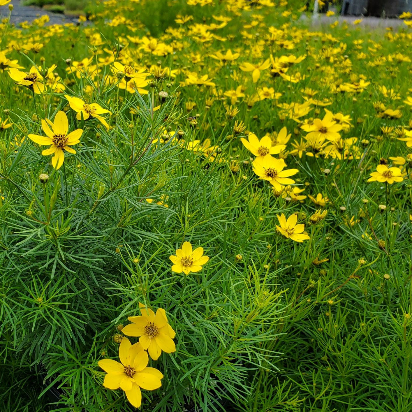 Coreopsis verticillata Zagreb 1Q