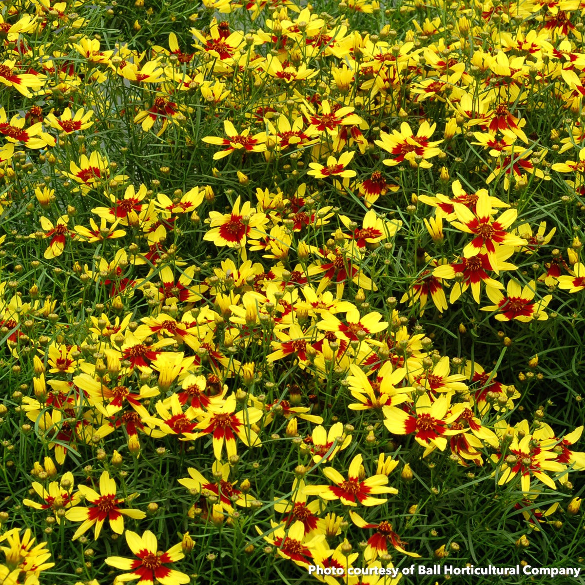 Coreopsis verticillata Firefly 1G (PRE-ORDER ONLY)