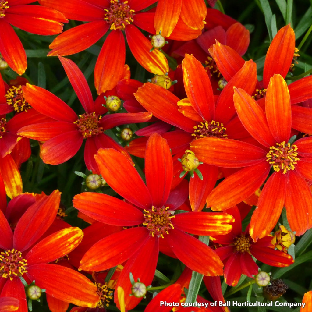 Coreopsis verticillata x Ladybird 1G (PRE-ORDER ONLY)