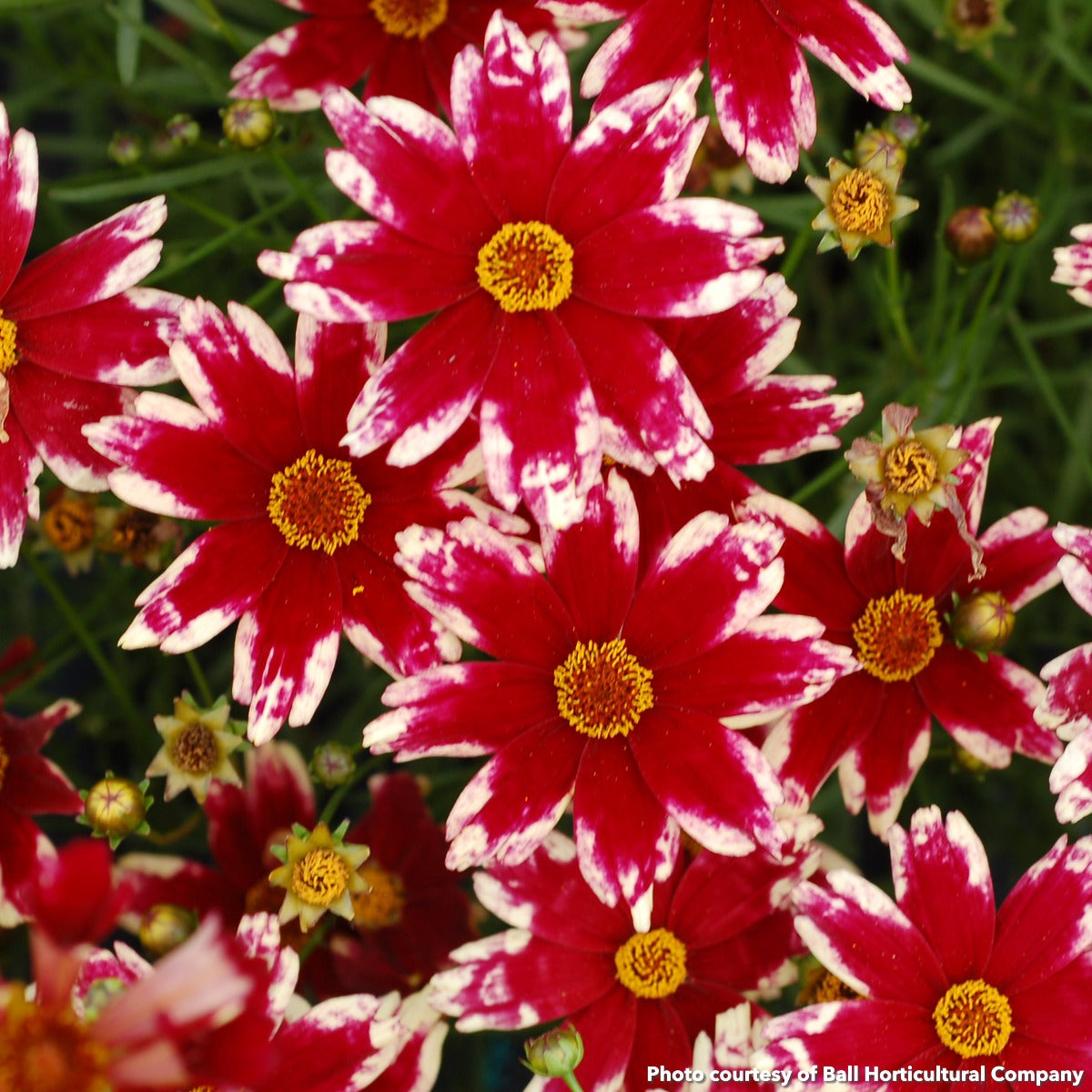 Coreopsis x Ruby Frost 1G