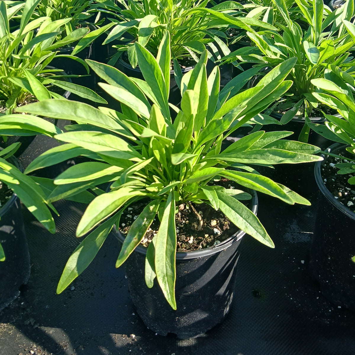 Coreopsis grandiflora Heliot 1G