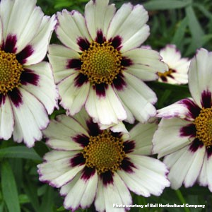 Coreopsis x Starcluster 1Q